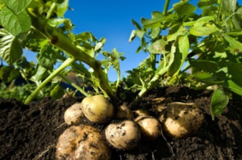 Высокий урожай картофеля